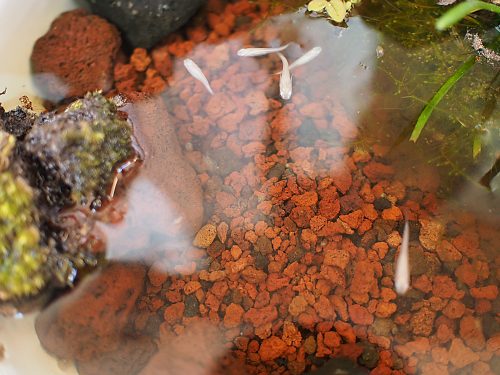 親メダカたち